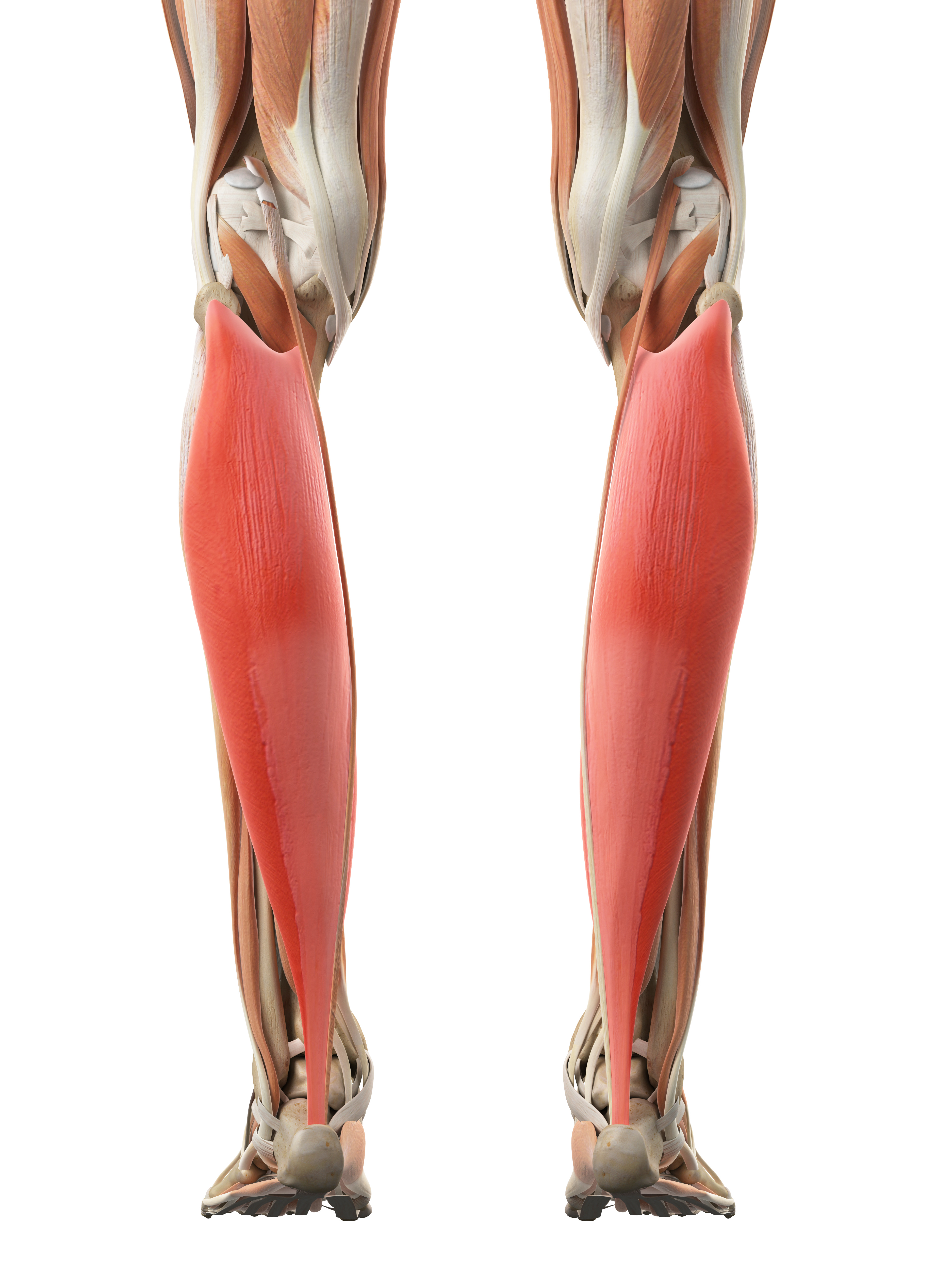 medically accurate illustration of the soleus