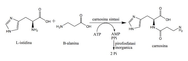 biosintesi-carnitina